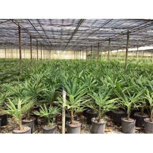 Palma konopná  (Trachycarpus fortunei) - výška 60-80 cm, výška kmeňa 10-15 cm, kont. C10L  (-17°C) 